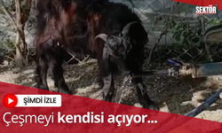 Çeşmeyi açıp su içen keçi ilgi odağı oldu