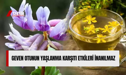 Geven otunun yaşlanma karşıtı etkileri inanılmaz