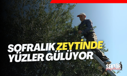 Sofralık zeytinde yüzler gülüyor