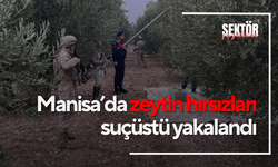 Manisa’da zeytin hırsızları suçüstü yakalandı