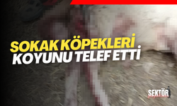 Sokak köpekleri koyunu telef etti