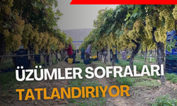 Dalında taze üzümler sofraları tatlandırıyor