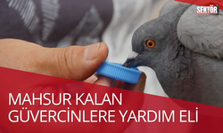 Mahsur kalan güvercinlere yardım eli