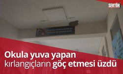 Okula yuva yapan kırlangıçların göç etmesi üzdü