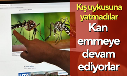 Dikkat! Kış uykusuna yatmadılar, kan emmeye devam ediyorlar