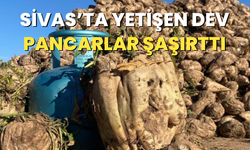 Sivas’ta yetişen dev pancarlar şaşırttı