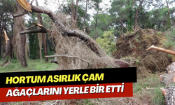 Hortum asırlık çam ağaçlarını yerle bir etti