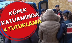 Köpek katliamında 4 tutuklama