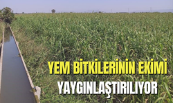 Yem bitkilerinin ekimi yaygınlaştırılıyor