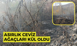 Asırlık ceviz ağaçları kül oldu