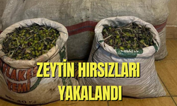 Zeytin hırsızları yakalandı