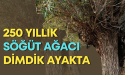 250 yıllık söğüt ağacı dimdik ayakta