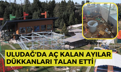 Uludağ'da aç kalan ayılar dükkanları talan etti