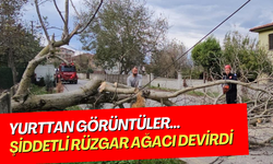 Yurttan görüntüler… Şiddetli rüzgar ağacı devirdi