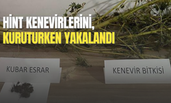 Hint kenevirlerini, kuruturken yakalandı