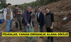 Fidanlar, yanan ormanlık alana dikildi