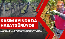 Kasım Ayında Hasat Sürüyor. Güncel Üzüm Fiyatları. Manisa Ovası’ndan yeni görüntüler…