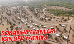 Sokak hayvanları için dev yatırım