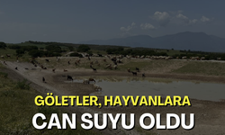 Manisa’da göletler, hayvanlara can suyu oldu