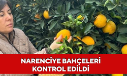 Narenciye bahçeleri kontrol edildi