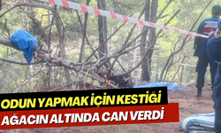 Odun yapmak için kestiği ağacın altında can verdi