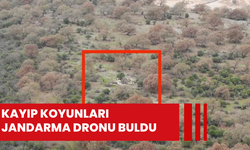 Kayıp koyunları jandarma dronu buldu