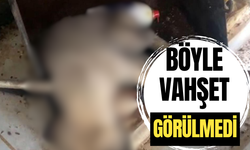 Böyle vahşet görülmedi. Telef olan köpekler üst üste konuldu.