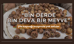 'Bin derde bin deva bir meyve' şifa kaynağı muşmula yok satıyor...