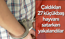 Çaldıkları 27 küçükbaş hayvanı satarken yakalandılar