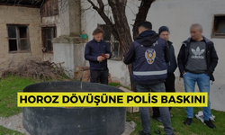 Horoz dövüşüne polis baskını