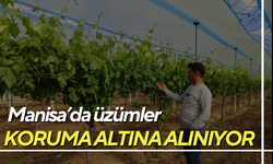 Manisa’da üzümle koruma altına alınıyor