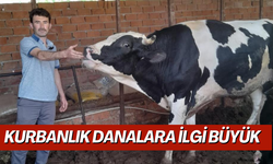 Kurbanlık danalara ilgi büyük