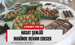 Cherry Fig’in hasat şenliği bugünde devam edecek