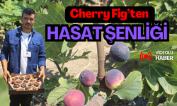 Cherry Fig Tarım’ın hasat şenliğine büyük ilgi