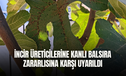 İncir üreticilerine kanlı balsıra zararlısına karşı uyarıldı