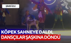 Köpek sahneye daldı, dansçılar şaşkına döndü