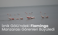 İznik Gölü’ndeki flamingo manzarası görenleri büyüledi