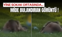 Bir başka mide bulandıran görüntü daha!