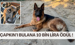 1 hafta önce kaybolan köpeğini bulana 10 bin lira ödül verecek