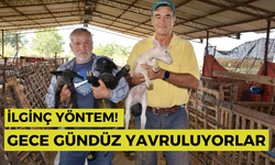 İlginç yöntem! Gece gündüz yavruluyorlar