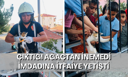 Çıktığı ağaçtan inemedi imdadına itfaiye yetişti