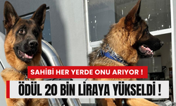 ‘Çapkın’ için ödül 20 bin liraya yükseldi!