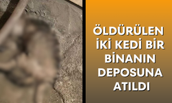 Öldürülen iki kedi bir binanın deposuna atıldı