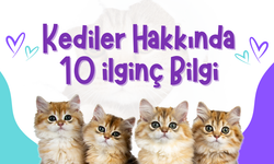 Kediler Hakkında 10 İlginç Bilgi