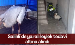 Salihli’de yaralı halde apartmana sığınan leylek, tedavi altına alındı