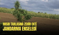 Mısır tarlasına zehir ekti, jandarma enseledi