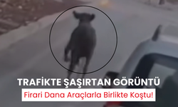 Trafikte şaşırtan görüntü | Firari dana araçlarla birlikte koştu!