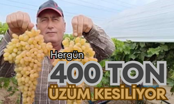 Her gün 400 ton üzüm kesiliyor