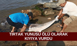 Tırtak yunusu ölü olarak kıyıya vurdu