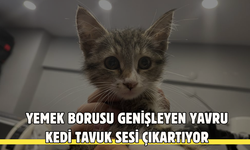 Hastalığı nedeniyle tavuk sesi çıkartan yavru kedi görenleri şaşırtıyor